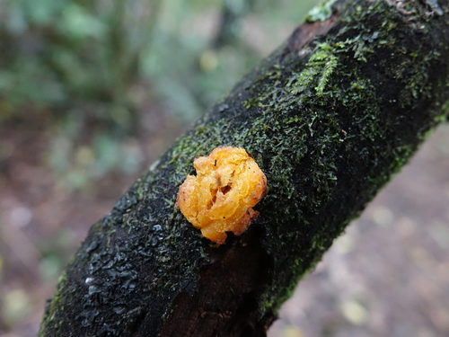 Coprosma grandifolia (Kanono) — photo