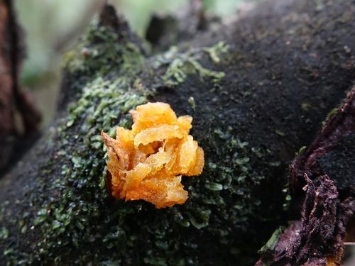 Coprosma grandifolia (Kanono) — photo