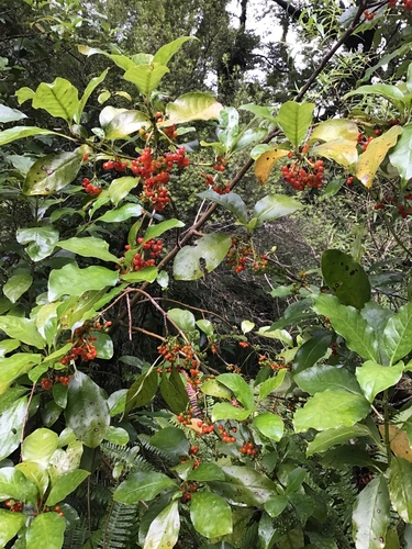 Coprosma grandifolia