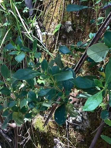 Coprosma hirtella (Coffee berry) — photo