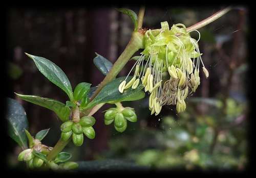 Coprosma hirtella