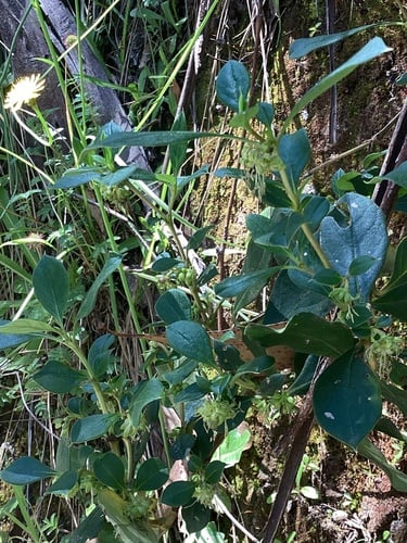 Coprosma hirtella (Coffee berry) — photo