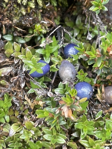 Coprosma moorei (Blue matcurrant) — photo