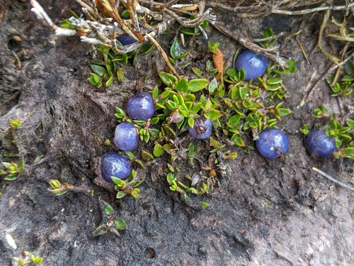 Coprosma moorei