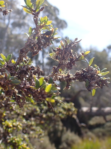 Coprosma nitida (Mountain currant) — photo