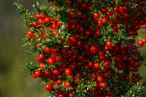 Coprosma nitida (Mountain currant) — photo