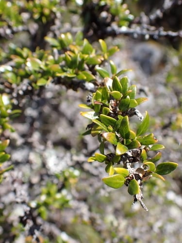 Coprosma nitida