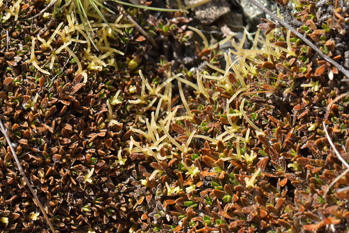 Coprosma petriei — photo