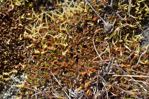 Coprosma petriei — photo