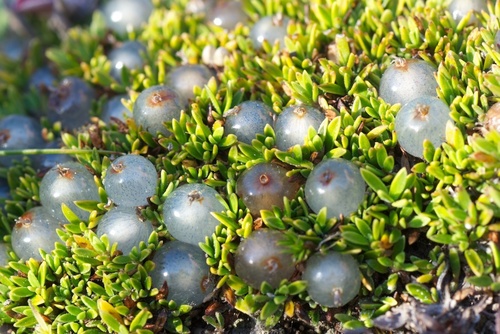 Coprosma petriei