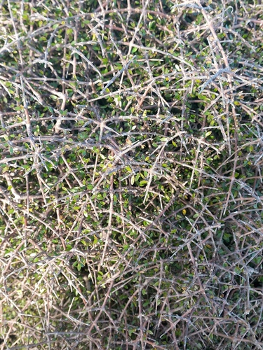 Coprosma propinqua (Mingimingi) — photo
