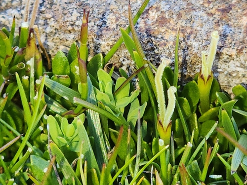 Coprosma pumila (Creeping Coprosma) — photo