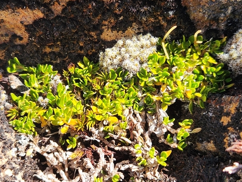 Coprosma pumila (Creeping Coprosma) — photo