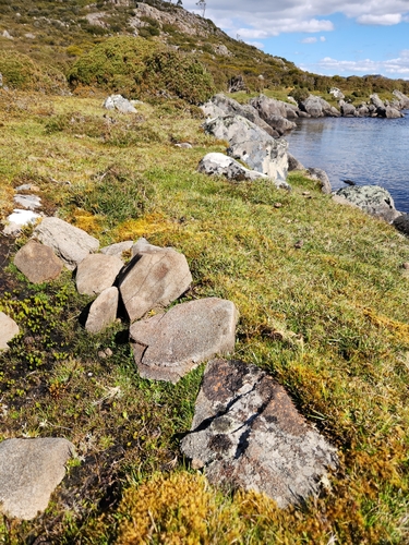 Coprosma pumila