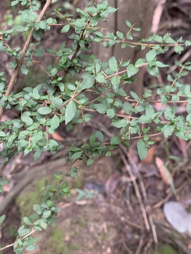 Coprosma quadrifida (Prickly Currant Bush) — photo