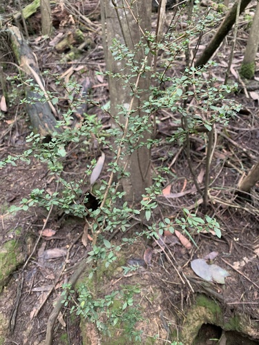 Coprosma quadrifida (Prickly Currant Bush) — photo