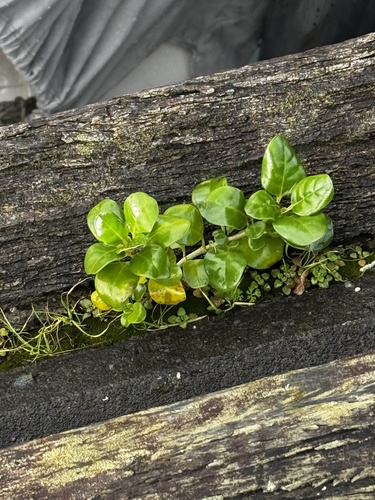Coprosma repens (Mirror plant) — photo