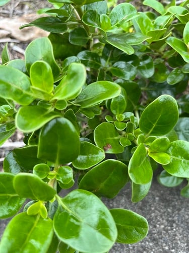 Coprosma repens