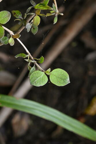 Coprosma rhamnoides — photo