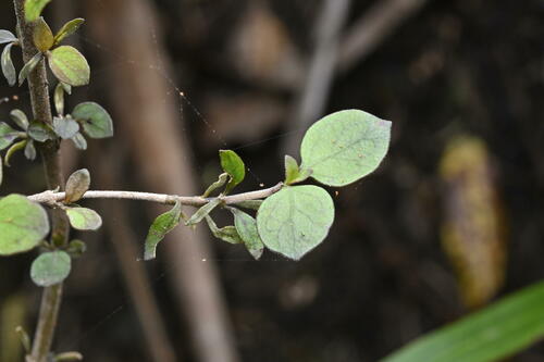 Coprosma rhamnoides — photo
