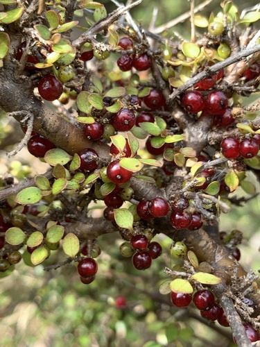 Coprosma rhamnoides