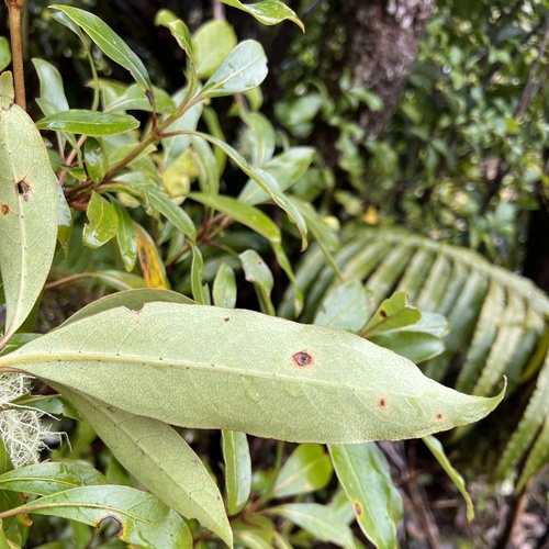 Coprosma robusta (Karamu) — photo