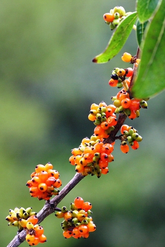 Coprosma robusta