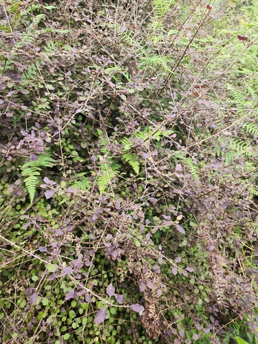 Coprosma rotundifolia (Round-leaved coprosma) — photo