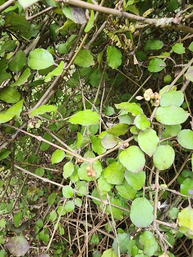 Coprosma rotundifolia (Round-leaved coprosma) — photo