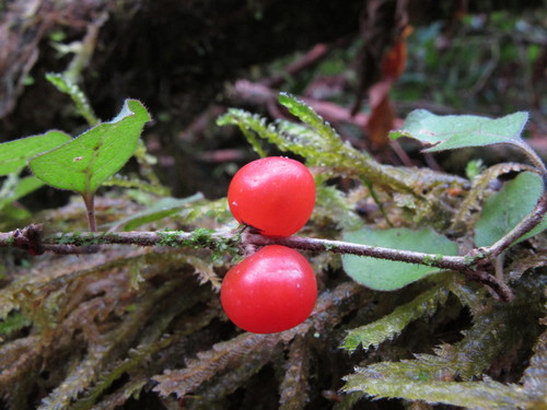 Coprosma rotundifolia