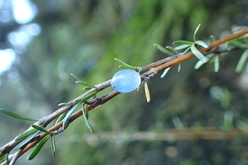 Coprosma rugosa — photo