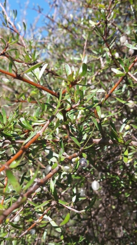 Coprosma rugosa