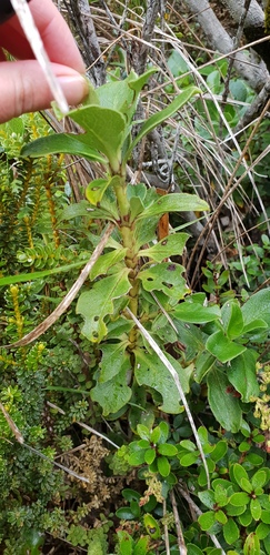 Coprosma serrulata — photo