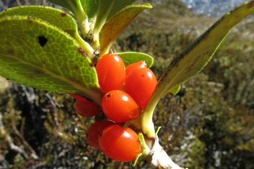 Coprosma serrulata