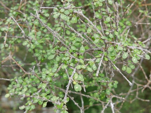 Coprosma virescens — photo