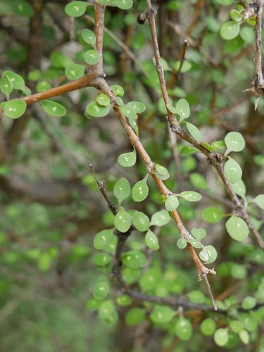 Coprosma virescens