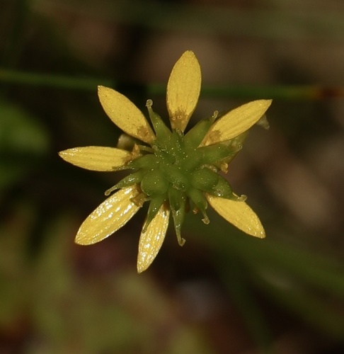 Coptidium lapponicum (Lapland buttercup) — photo