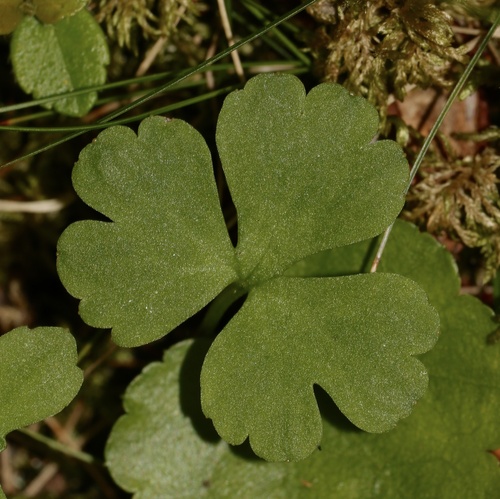 Coptidium lapponicum (Lapland buttercup) — photo