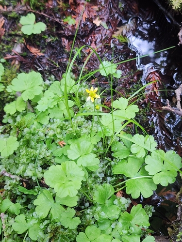 Coptidium lapponicum