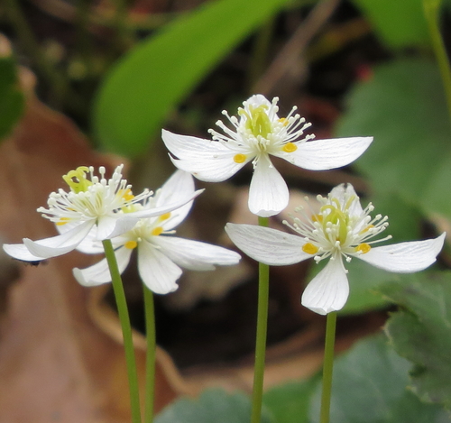 Coptis trifolia