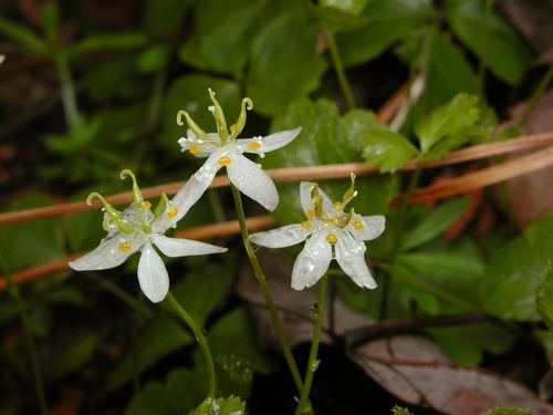 Coptis trifolia subsp. groenlandica