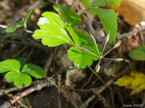 Coptis trifolia subsp. groenlandica — photo