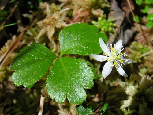 Coptis trifolia subsp. groenlandica — photo