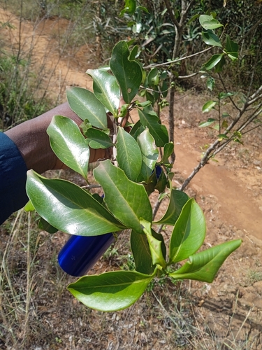 Coptosperma graveolens (Gao) — photo