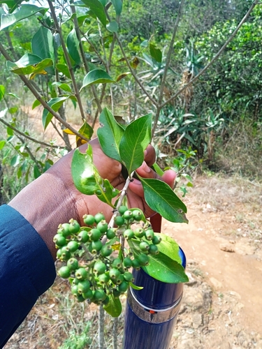 Coptosperma graveolens