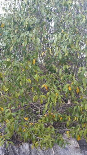Coptosperma supra-axillare (Narrow-leaved butterspoon) — photo
