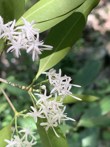 Coptosperma supra-axillare (Narrow-leaved butterspoon) — photo