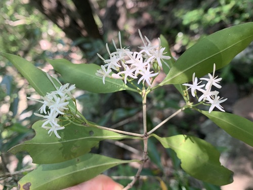Coptosperma supra-axillare