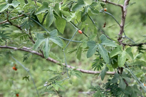 Corallocarpus bainesii — photo