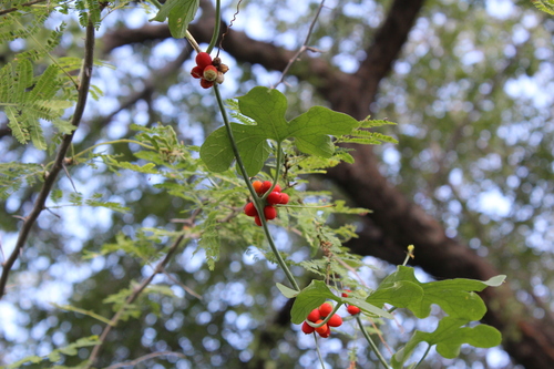 Corallocarpus bainesii — photo